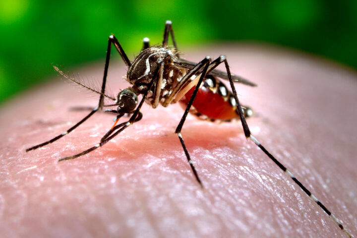An Ae. aegypti mosquito, one of the primary vectors for the transmission of dengue fever around the world, gets a blood meal from a host. (Photo by James Gathany, courtesy of Centers for Disease Control)[CC BY-SA 2.0 DEED]