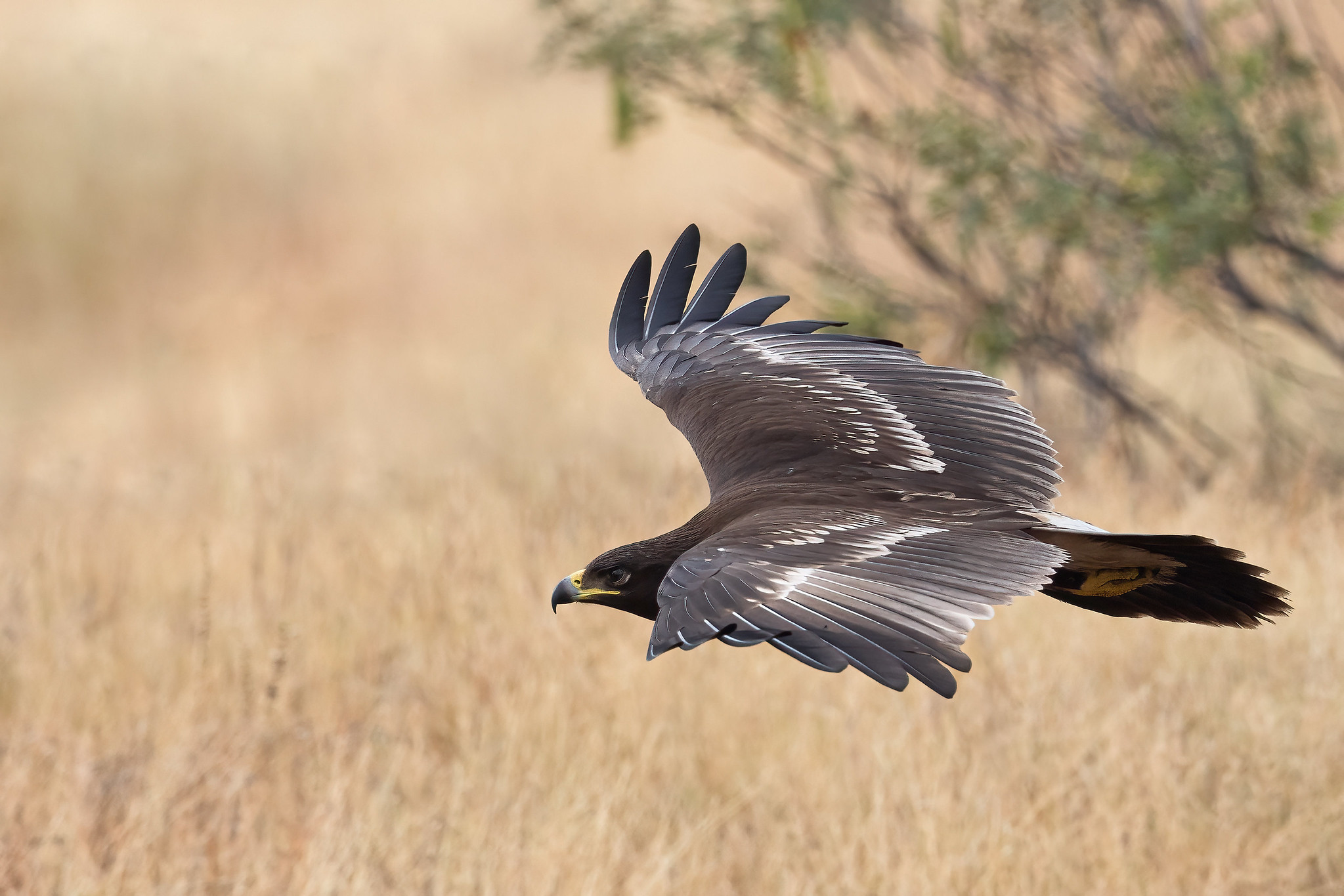 A Greater Spotted Eagle flying from perch to perch. Photo Credit: Hari K Patibanda (CC BY-NC 2.0 DEED)