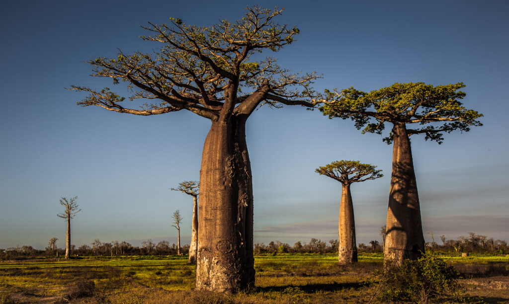 The Avenue of the Baobabs.(Source: flickr)