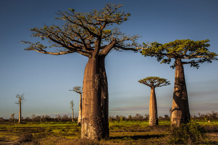 The Avenue of the Baobabs.(Source: flickr)