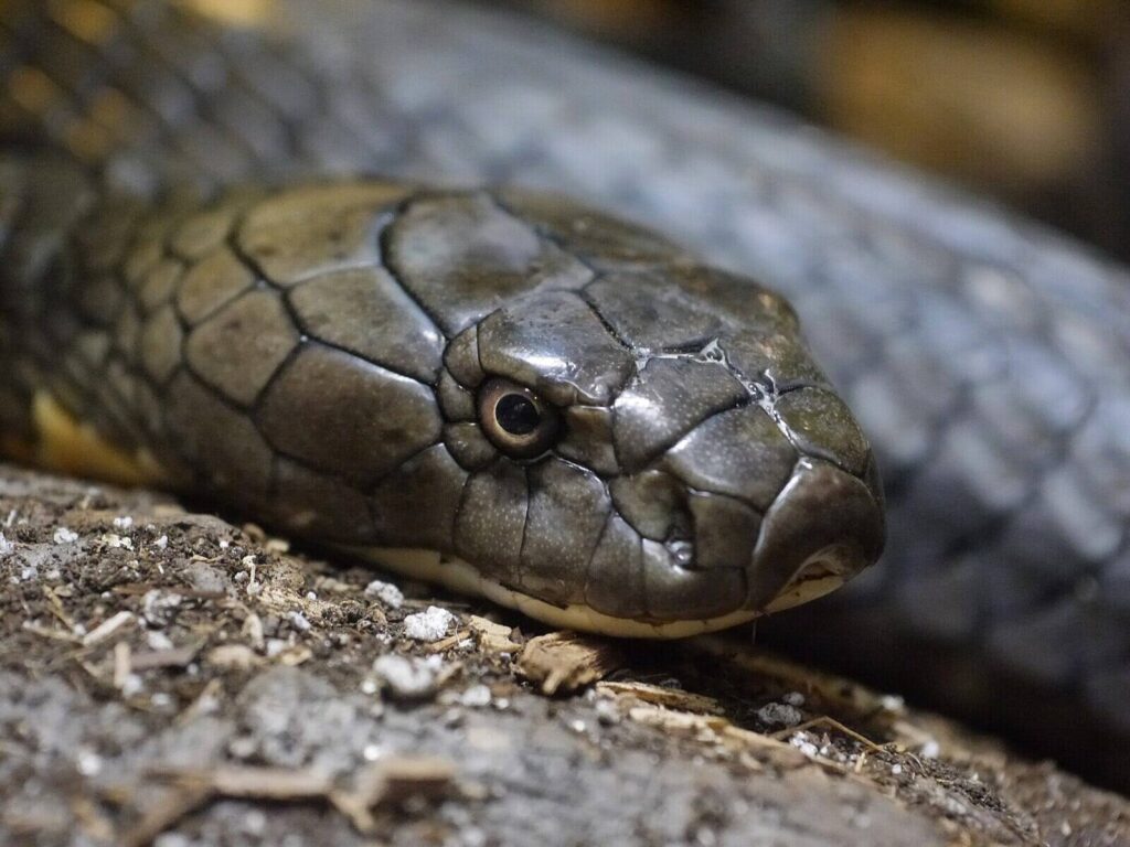 King Cobra, Philadelphia Zoo (Source: wikimedia)