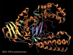 Ribbon diagram of DNA polymerase
