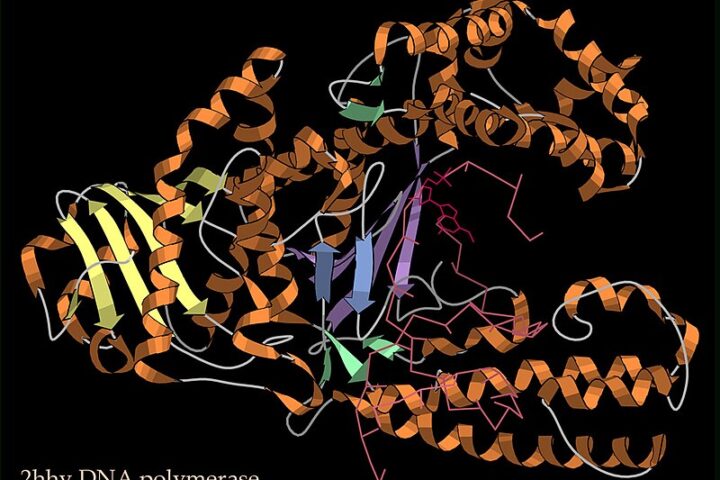 Ribbon diagram of DNA polymerase