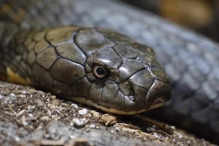 King Cobra, Philadelphia Zoo (Source: wikimedia)