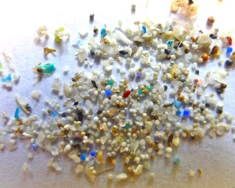 Microplastics Affects Reproduction in Organisms Photo Credits: Oregon State University (CC BY-SA 2.0 DEED)