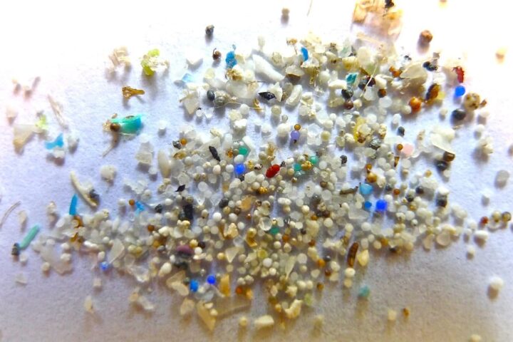 Microplastics Affects Reproduction in Organisms Photo Credits: Oregon State University (CC BY-SA 2.0 DEED)