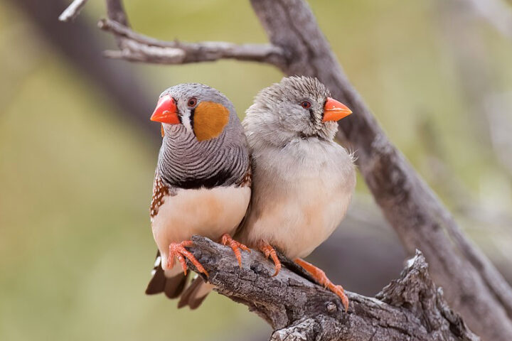 A pair of Australian Zebra Finches (Taeniopygia castanotis) at Cameron Corner, Sturt National Park NSW. The male is on the left. Photo Credit: PotMart186 {CC BY-SA 4.0 DEED}