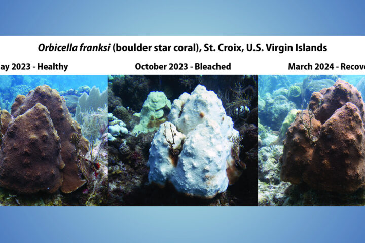 This three-panel image shows a boulder star coral in St. Croix, USVI, as it shifted from healthy (May 2023), to bleached (October 2023), to recovered (March 2024), following extreme marine heat stress throughout the Caribbean basin in 2023. (Image credit: NOAA)