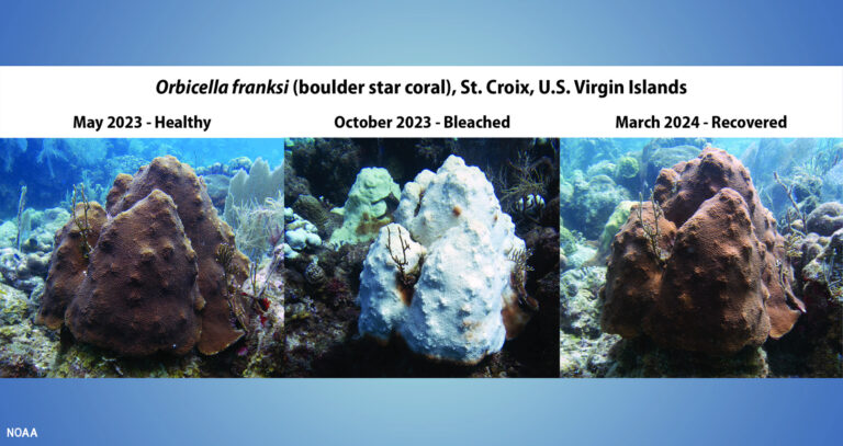 This three-panel image shows a boulder star coral in St. Croix, USVI, as it shifted from healthy (May 2023), to bleached (October 2023), to recovered (March 2024), following extreme marine heat stress throughout the Caribbean basin in 2023. (Image credit: NOAA)