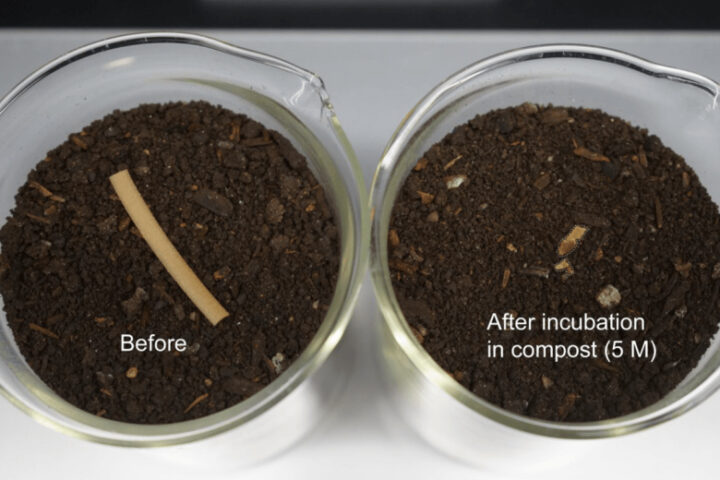 A biocomposite plastic decomposes quickly in compost. Photo: Han Sol Kim.