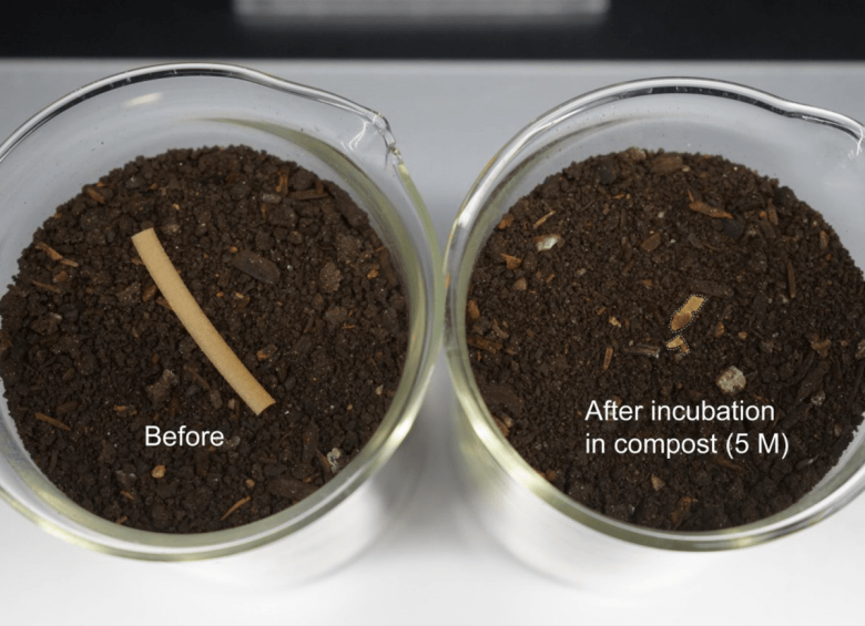 A biocomposite plastic decomposes quickly in compost. Photo: Han Sol Kim.