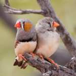A pair of Australian Zebra Finches (Taeniopygia castanotis) at Cameron Corner, Sturt National Park NSW. The male is on the left. Photo Credit: PotMart186 {CC BY-SA 4.0 DEED}