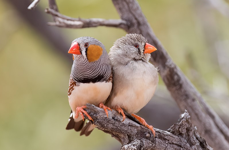 A pair of Australian Zebra Finches (Taeniopygia castanotis) at Cameron Corner, Sturt National Park NSW. The male is on the left. Photo Credit: PotMart186 {CC BY-SA 4.0 DEED}