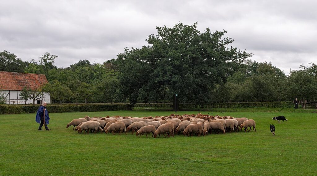 Sheep herding in the Bokrijk open-air museum (Belgium)