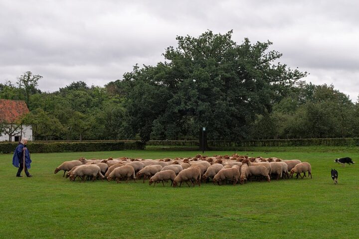 Sheep herding in the Bokrijk open-air museum (Belgium)