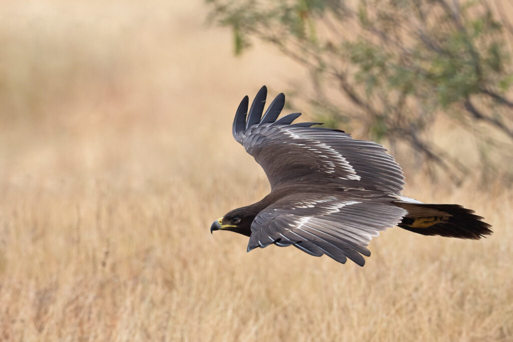 A Greater Spotted Eagle flying from perch to perch. Photo Credit: Hari K Patibanda (CC BY-NC 2.0 DEED)