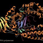 DNApolymerase-DNA_complex_2HHV_ribbon