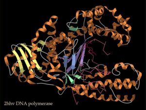 DNApolymerase-DNA_complex_2HHV_ribbon