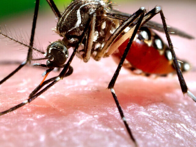 An Ae. aegypti mosquito, one of the primary vectors for the transmission of dengue fever around the world, gets a blood meal from a host. (Photo by James Gathany, courtesy of Centers for Disease Control)[CC BY-SA 2.0 DEED]