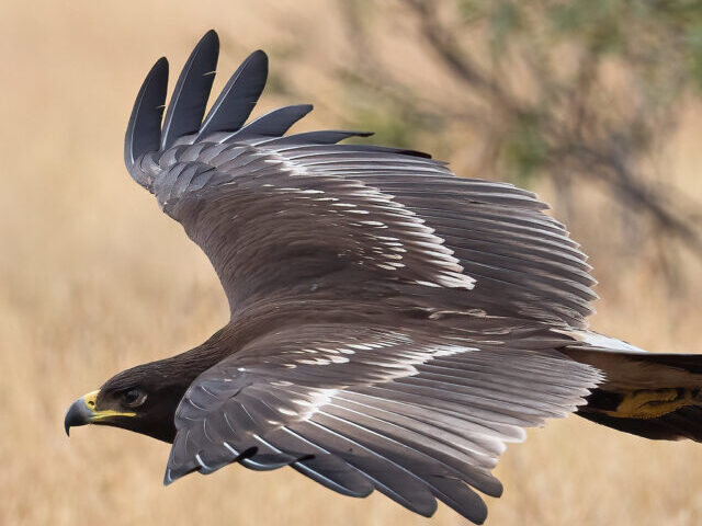 A Greater Spotted Eagle flying from perch to perch. Photo Credit: Hari K Patibanda (CC BY-NC 2.0 DEED)