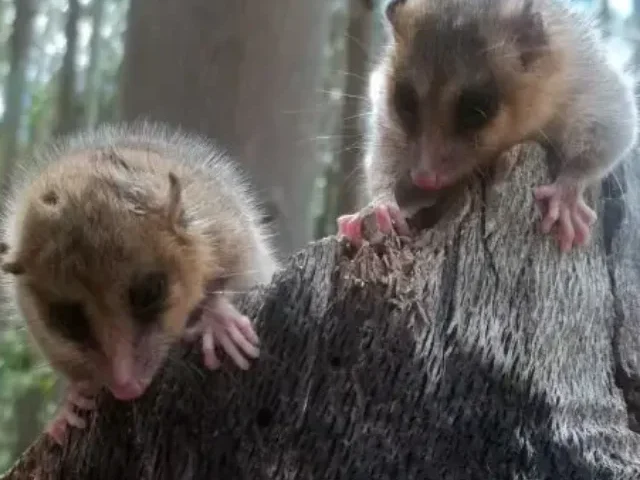 MONITO DEL MONTE (Source: animalia.bio)