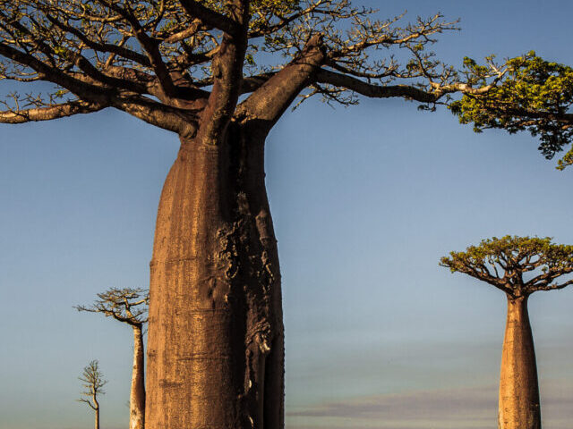 The Avenue of the Baobabs.(Source: flickr)