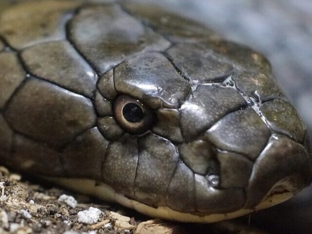 King Cobra, Philadelphia Zoo (Source: wikimedia)