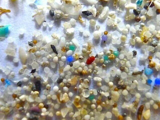 Microplastics Affects Reproduction in Organisms Photo Credits: Oregon State University (CC BY-SA 2.0 DEED)