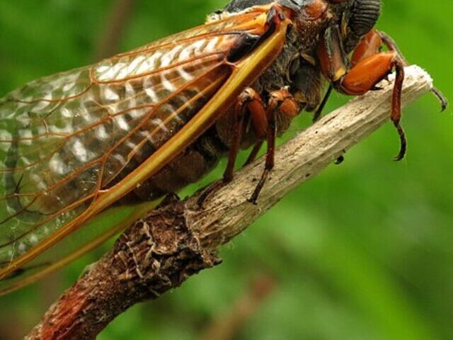 Periodical Cicada, posing on an old tuliptree flower stalk.( Credit: Katja Schulz, CC BY 2.0 DEED )