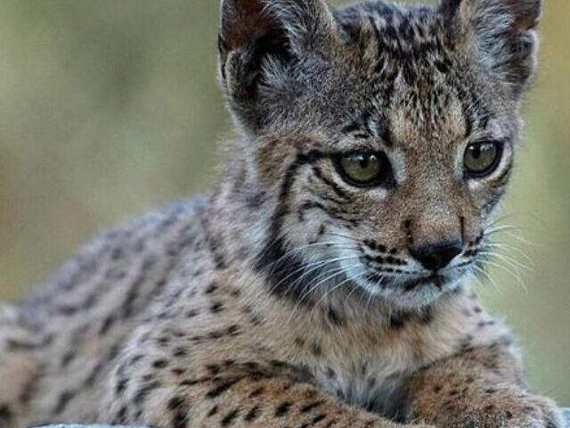 Iberian Lynx ( Source: wikimedia)