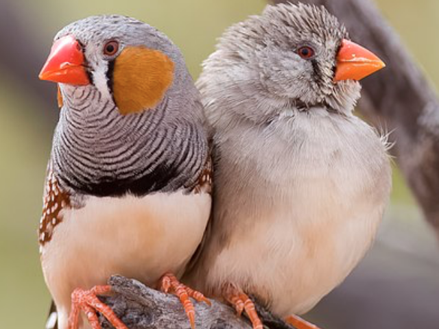 A pair of Australian Zebra Finches (Taeniopygia castanotis) at Cameron Corner, Sturt National Park NSW. The male is on the left. Photo Credit: PotMart186 {CC BY-SA 4.0 DEED}