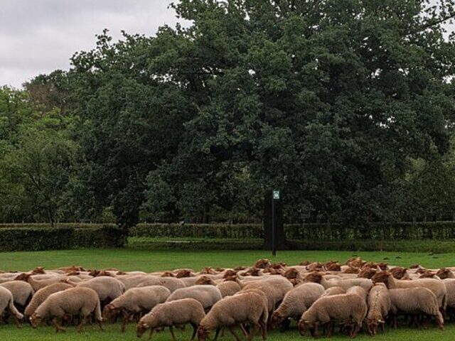 Sheep_herding_in_the_Bokrijk_open-air_museum_(DSCF4458)