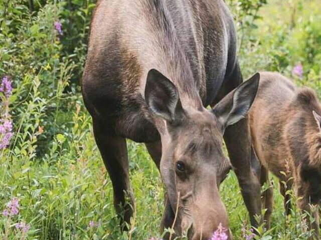 Alaska Yukon Moose.