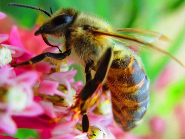 Honey Bee Pollinator(Source: pxhere)