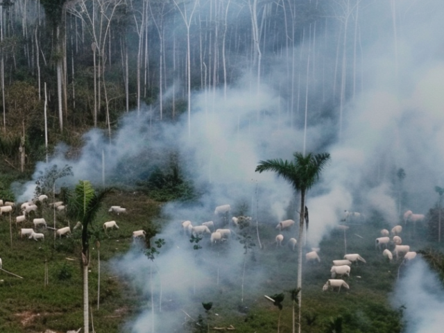 Artist impression of deforestation in Amazon for cattle