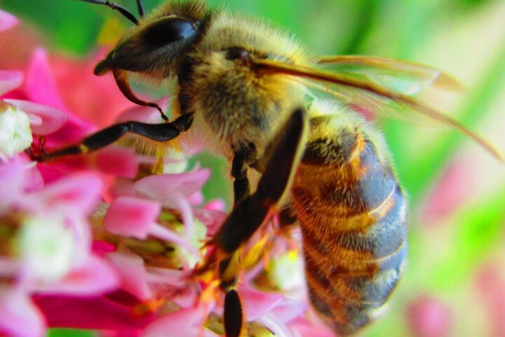 Honey Bee Pollinator(Source: pxhere)