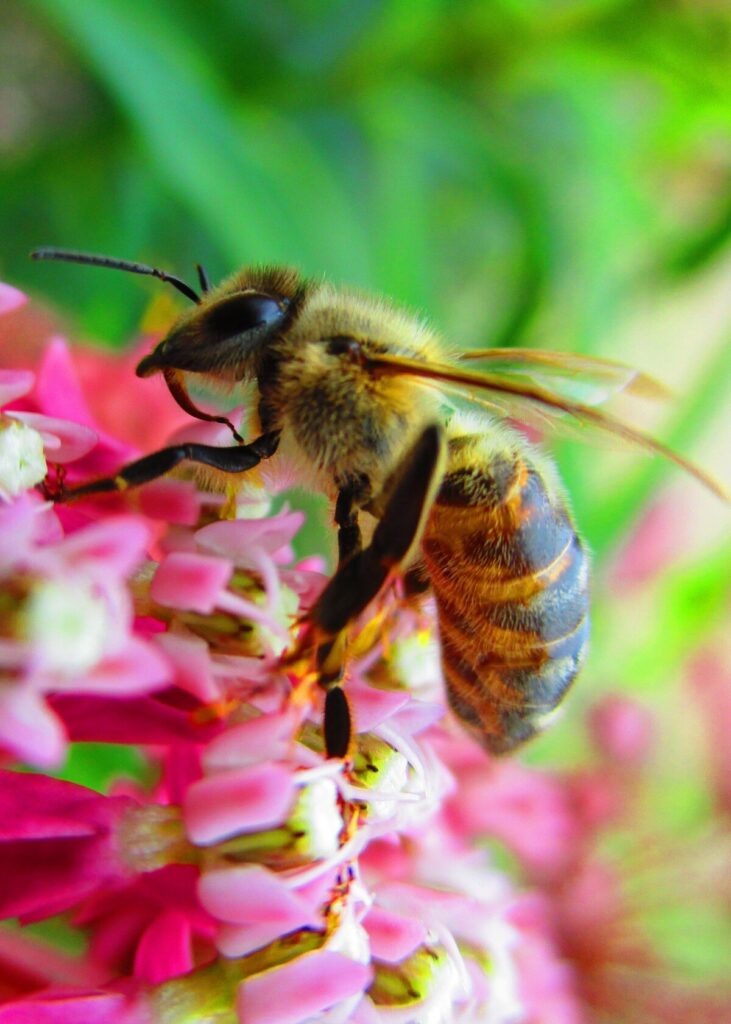 Honey Bee Pollinator(Source: pxhere)