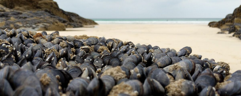 Mussels Can Remove Micro-Plastic From Our Oceans