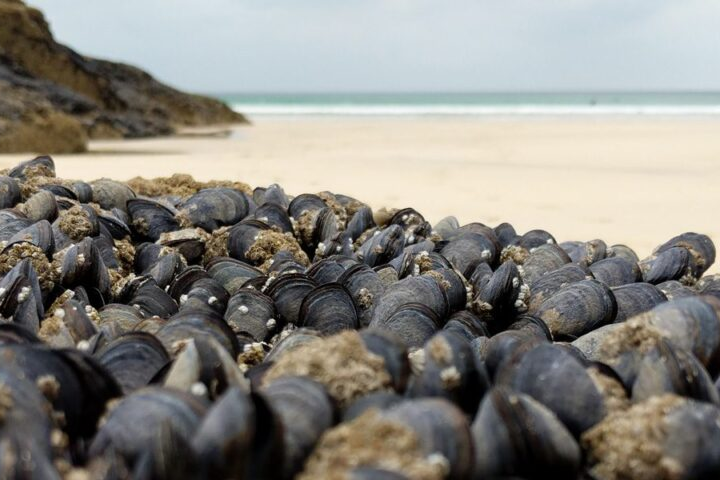 Mussels Can Remove Micro-Plastic From Our Oceans