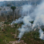 Artist impression of deforestation in Amazon for cattle