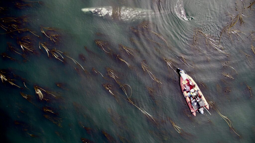 Pacific coast gray whales.( Source - University of St Andrews. )