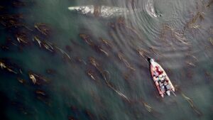 Pacific coast gray whales.( Source - University of St Andrews. )