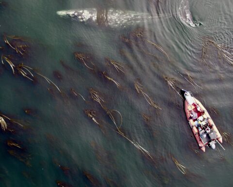 Pacific coast gray whales.( Source - University of St Andrews. )