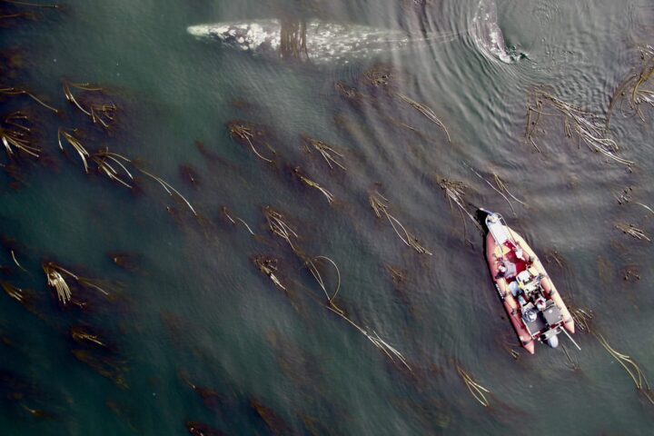Pacific coast gray whales.( Source - University of St Andrews. )
