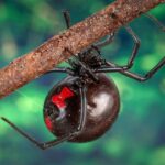 Black widow spider, animal photography-CC0 1.0 UNIVERSAL