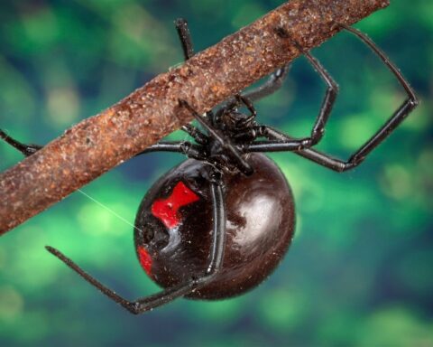 Black widow spider, animal photography-CC0 1.0 UNIVERSAL