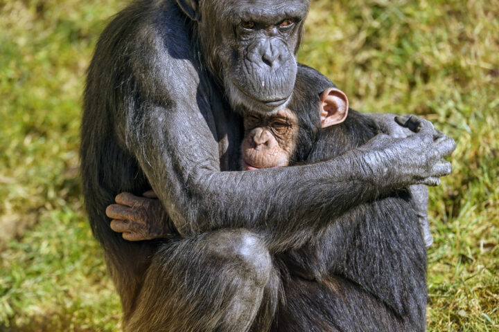Chimpanzee mother holding baby.( Credit: Tambako The Jaguar, CC BY-ND 2.0)