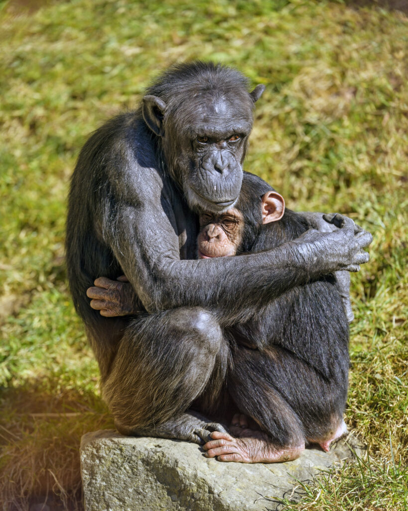 Chimpanzee mother holding baby.( Credit: Tambako The Jaguar, CC BY-ND 2.0)