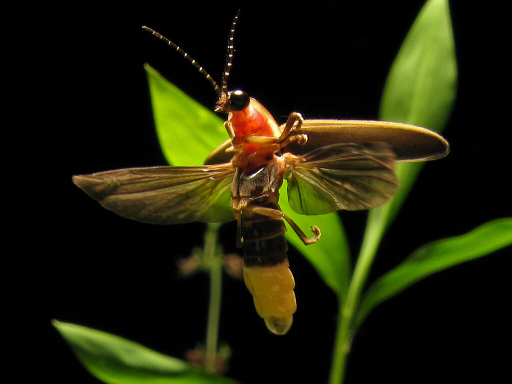 Bioluminescence Under Siege: Over 2,000 Firefly Species Threatened by Habitat Loss and Light Pollution. Photo Credits : Terry Priest (CC BY-SA 2.0)