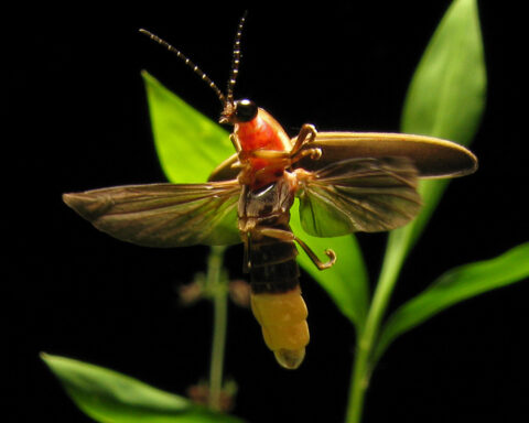 Bioluminescence Under Siege: Over 2,000 Firefly Species Threatened by Habitat Loss and Light Pollution. Photo Credits : Terry Priest (CC BY-SA 2.0)